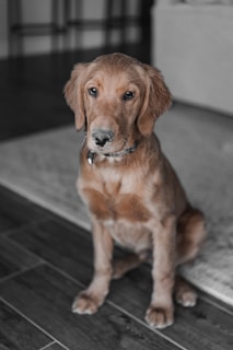 a dog sitting on a tile floor
