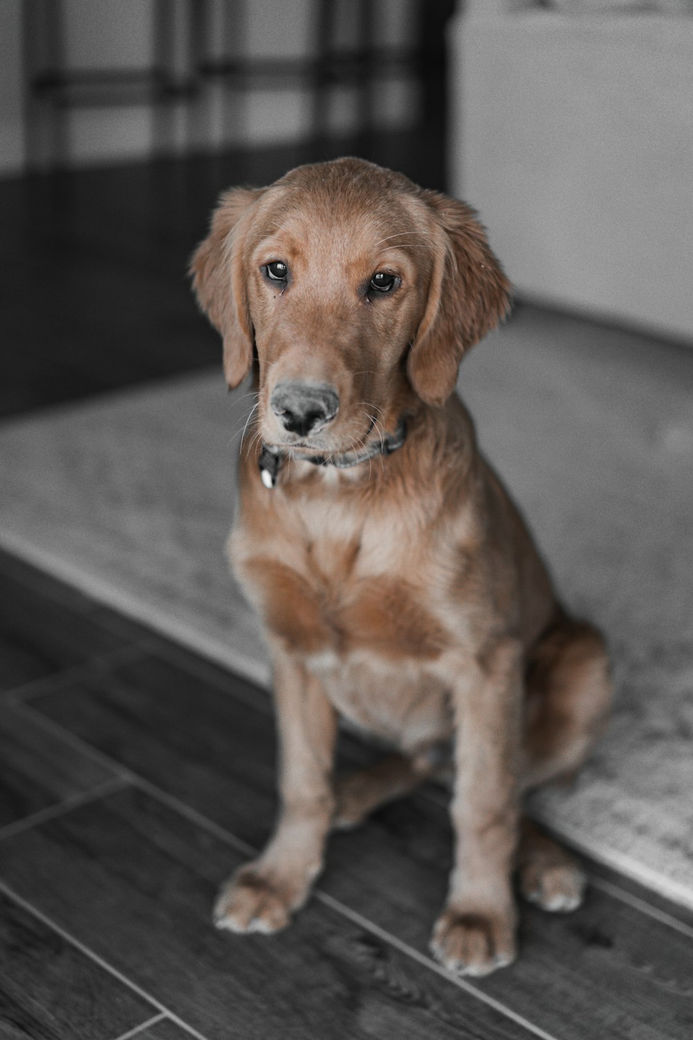 a dog sitting on a tile floor