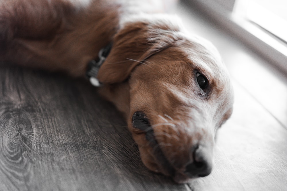 a dog with a toy in its mouth