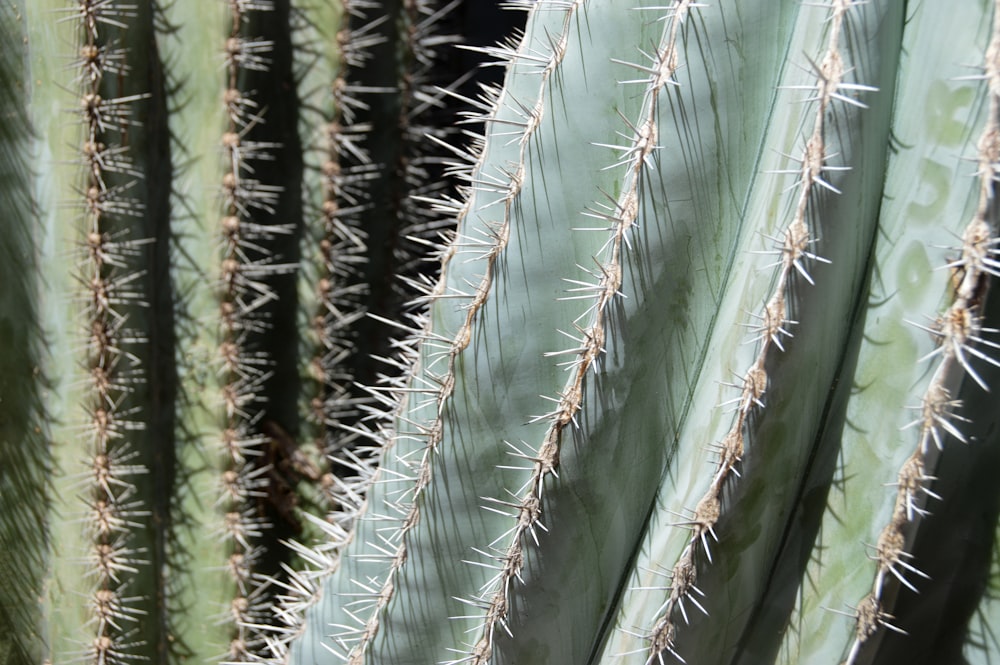 a close-up of a leaf