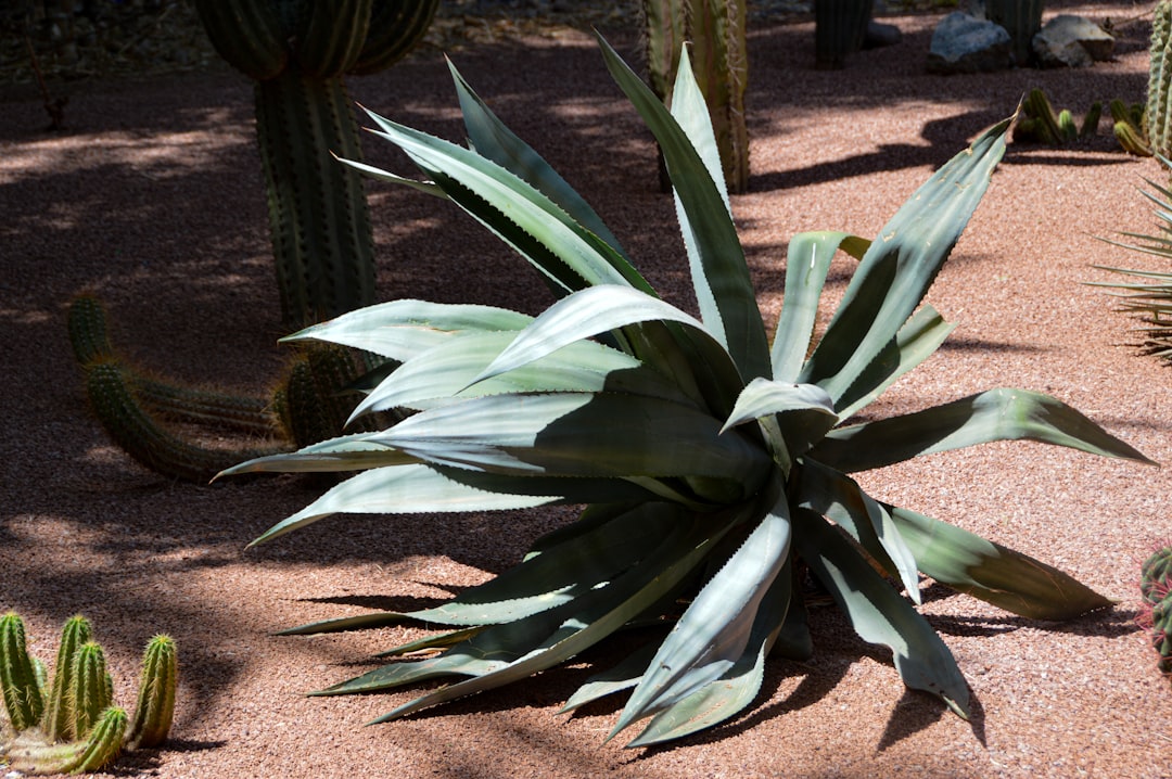 a plant with leaves, Large agave cactus shows beautiful grey blue leaves in the sun