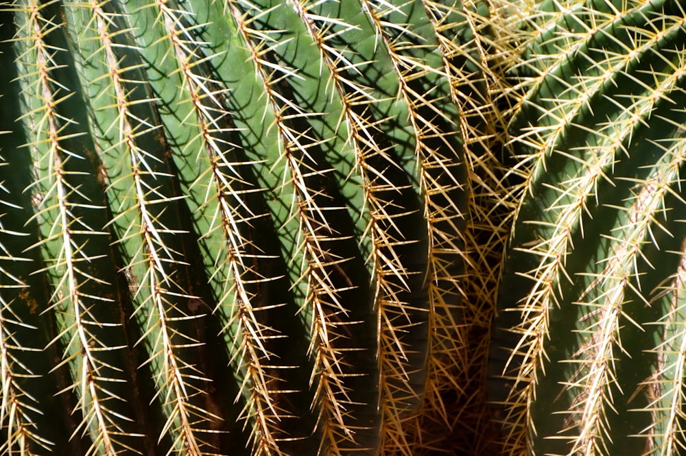 a group of green plants