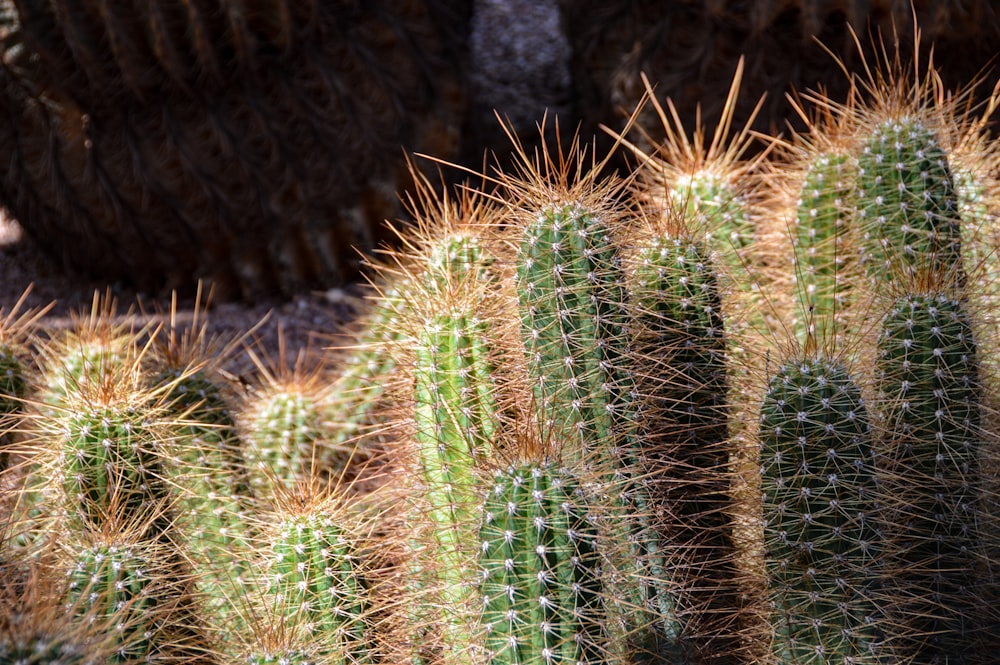 a close-up of some plants