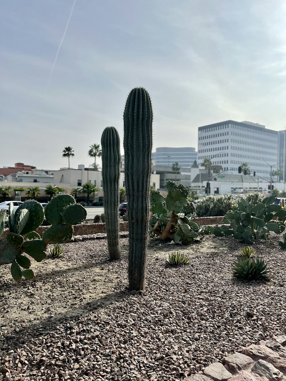 a group of cactus in a desert