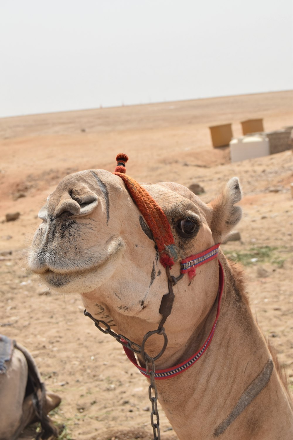 a camel with a red harness