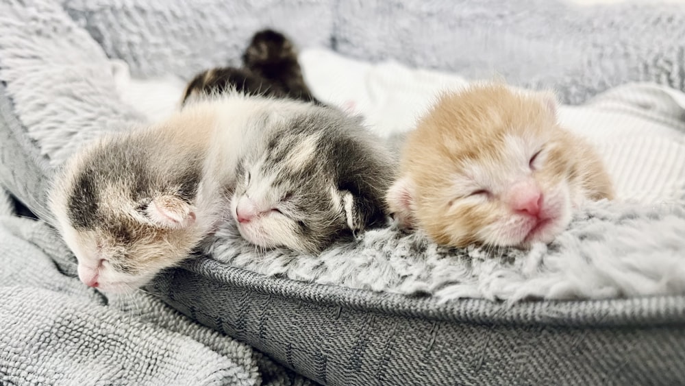 a group of kittens sleeping on a blanket