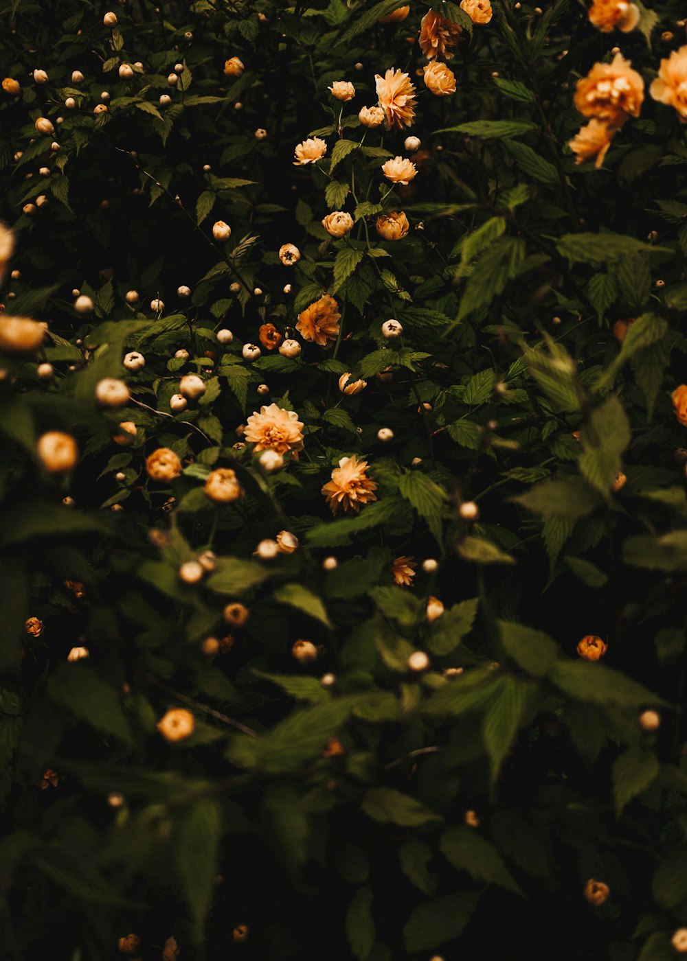 a bush with yellow flowers