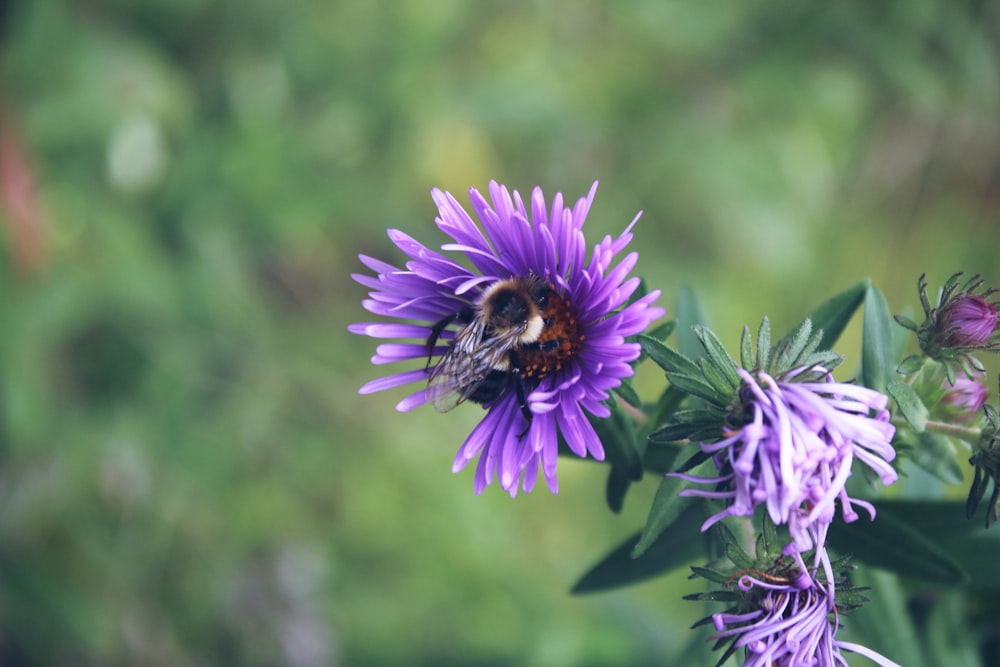 a bee on a purple flower