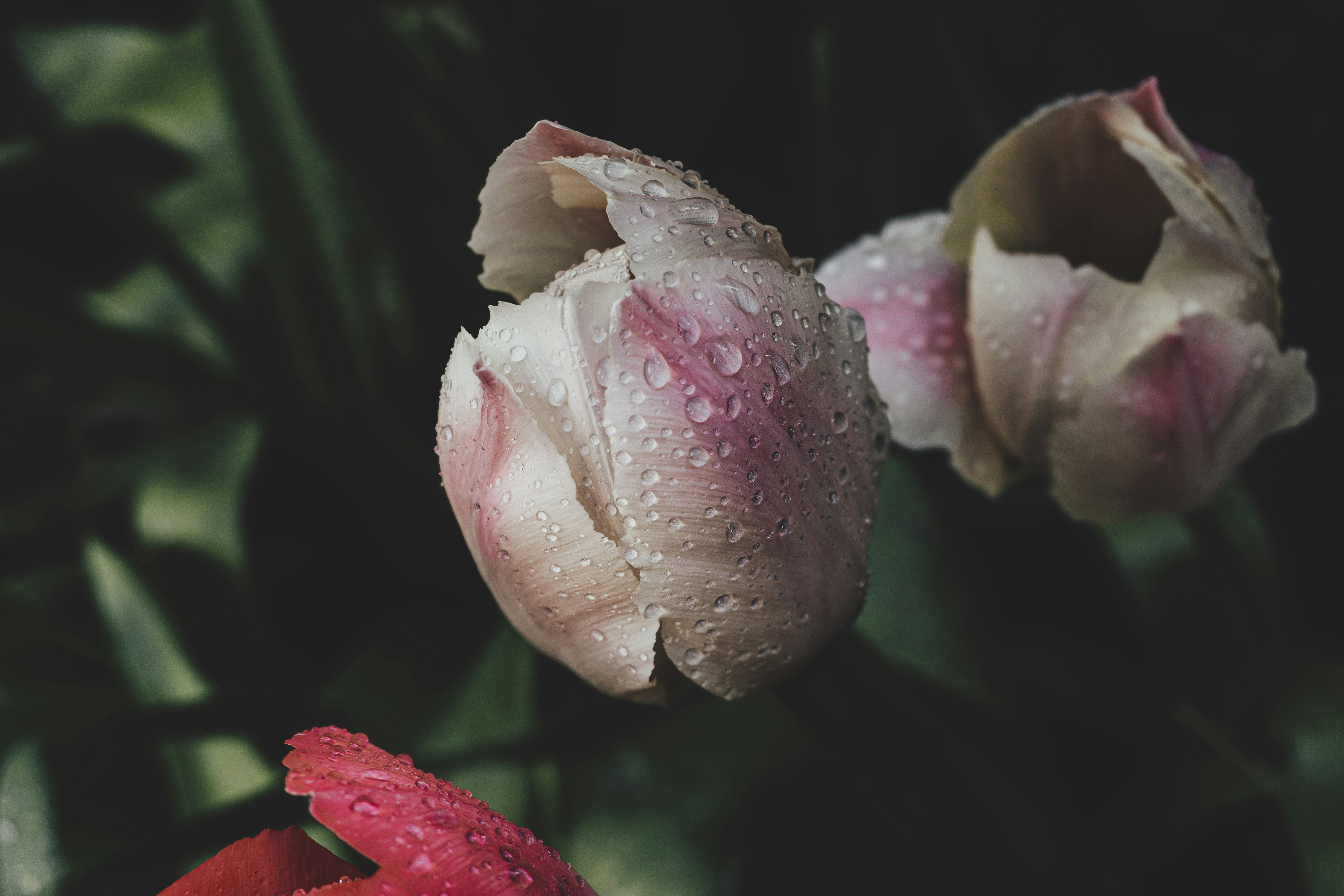 Photo by ddmcl_
