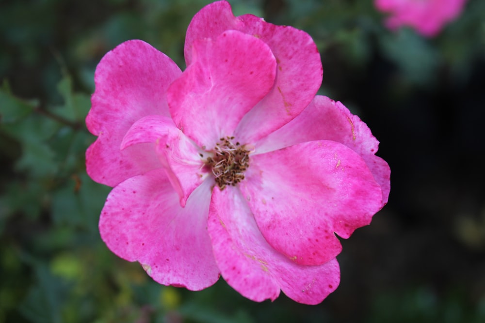 uma abelha em uma flor rosa