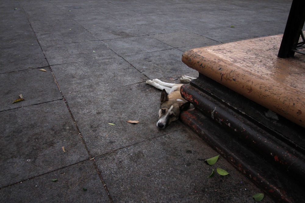 a dog lying on the ground