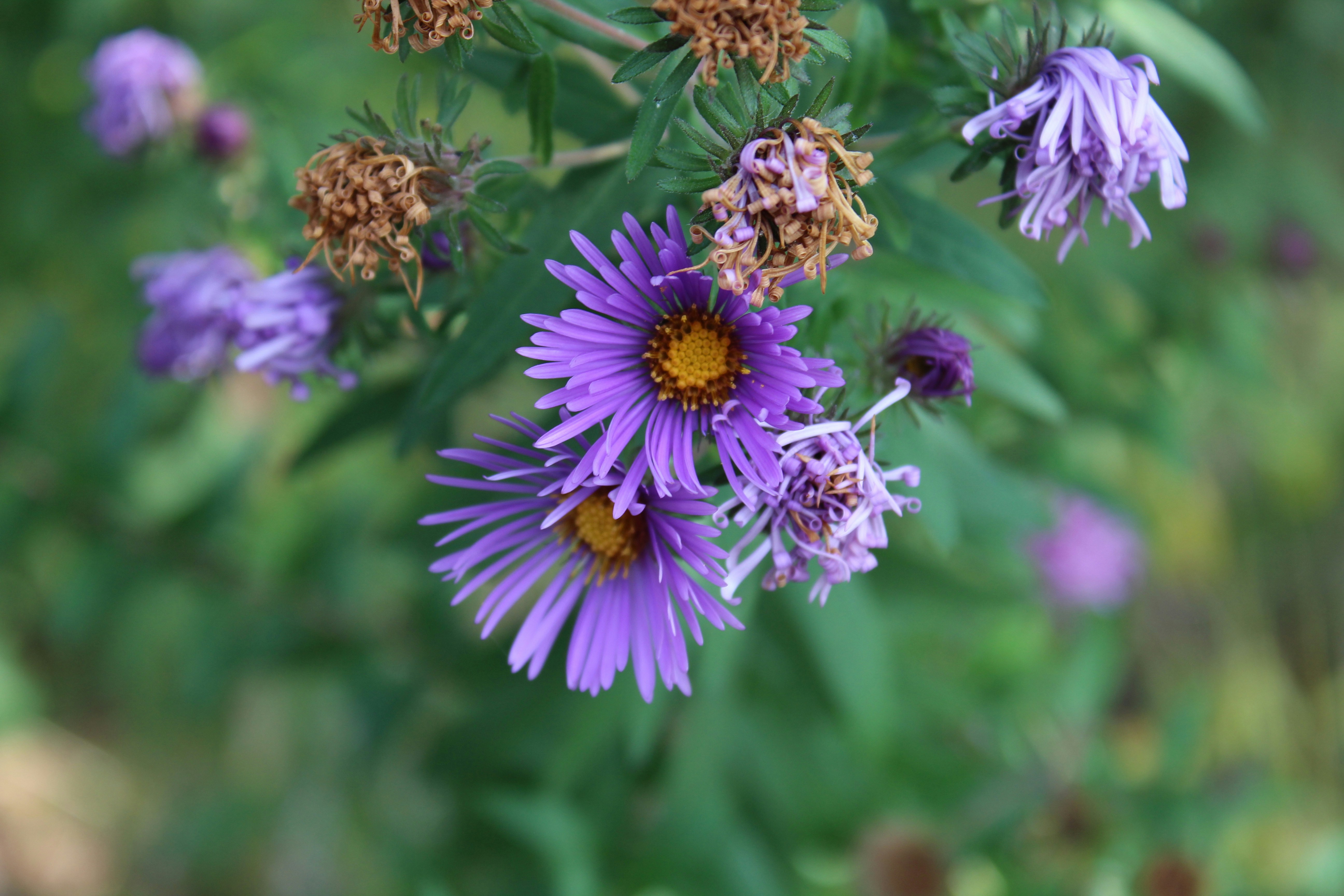 Photo by carliephotography