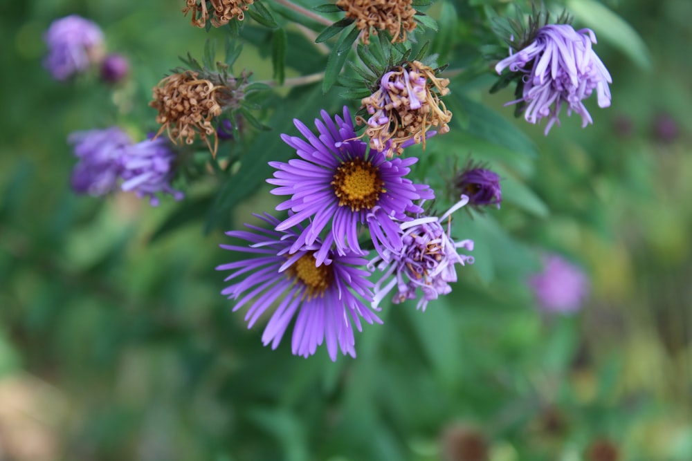 a group of purple flowers