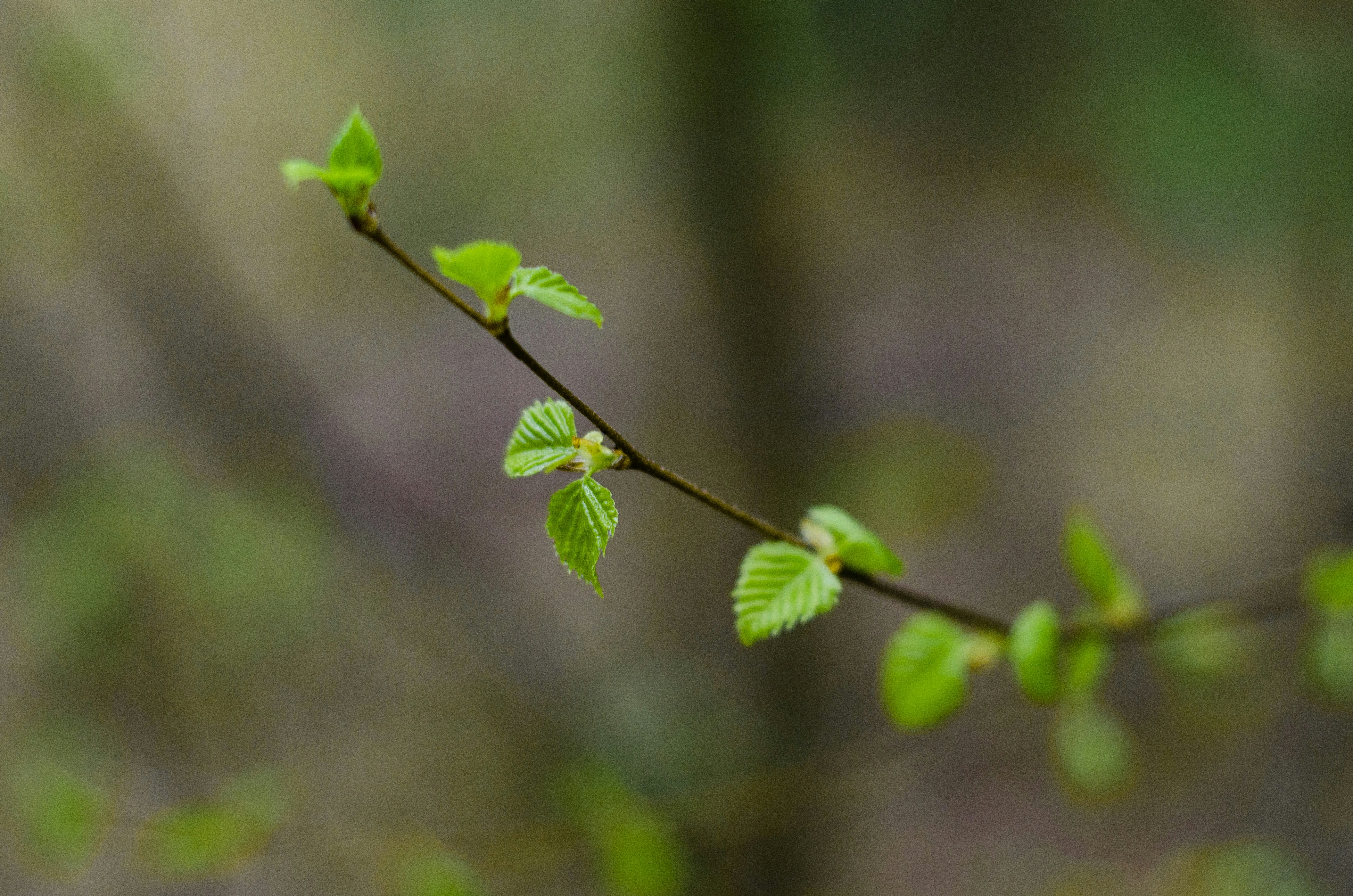 Photo by indi_grunge