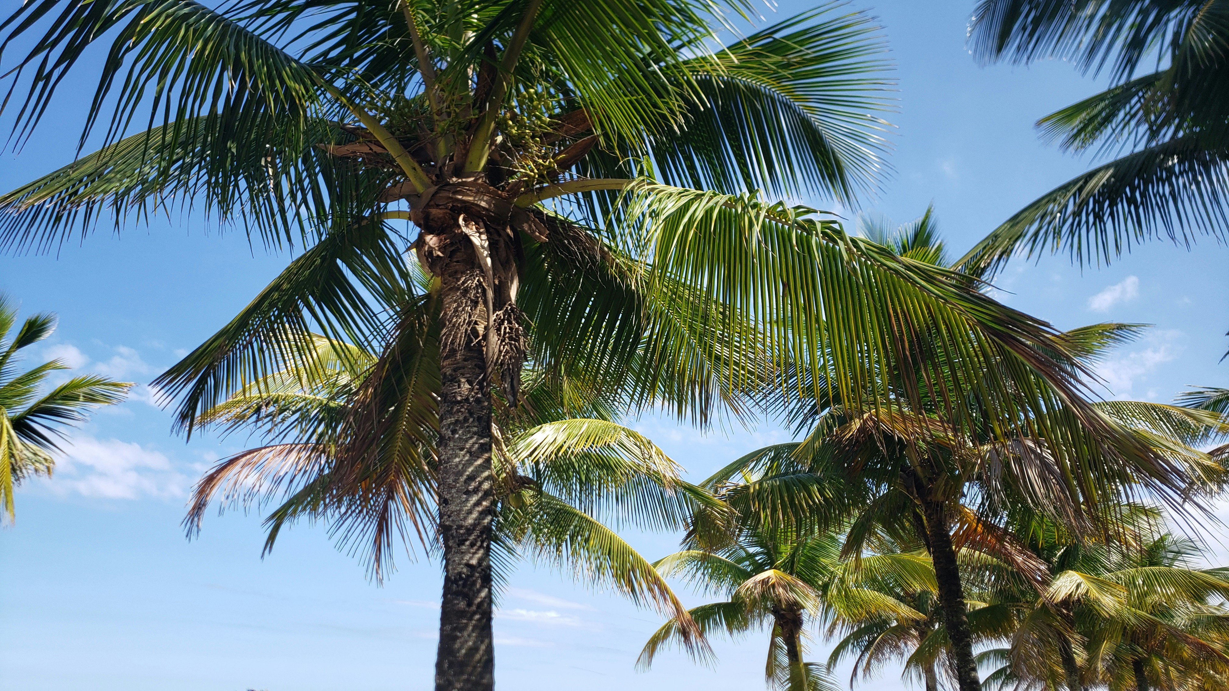 a group of palm trees