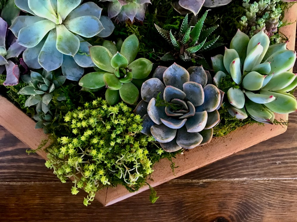 a group of plants in a pot