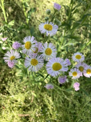 Purple and white wildflowers with yellow centers are surrounded by green foliage in a natural outdoor setting.