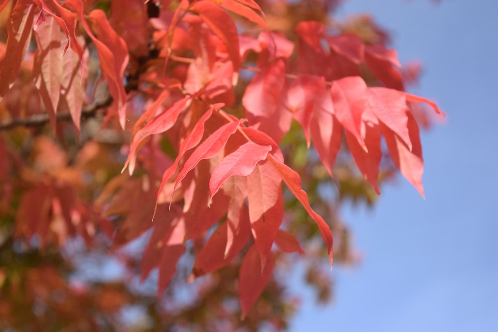 a close up of a tree branch