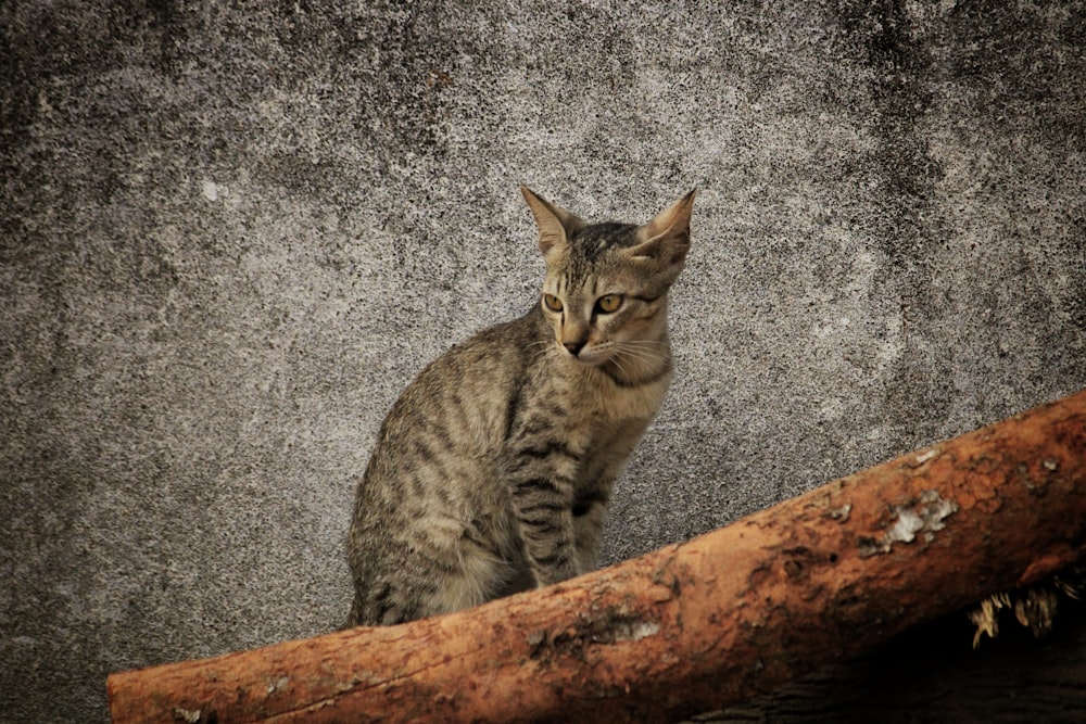 a cat sitting on a log