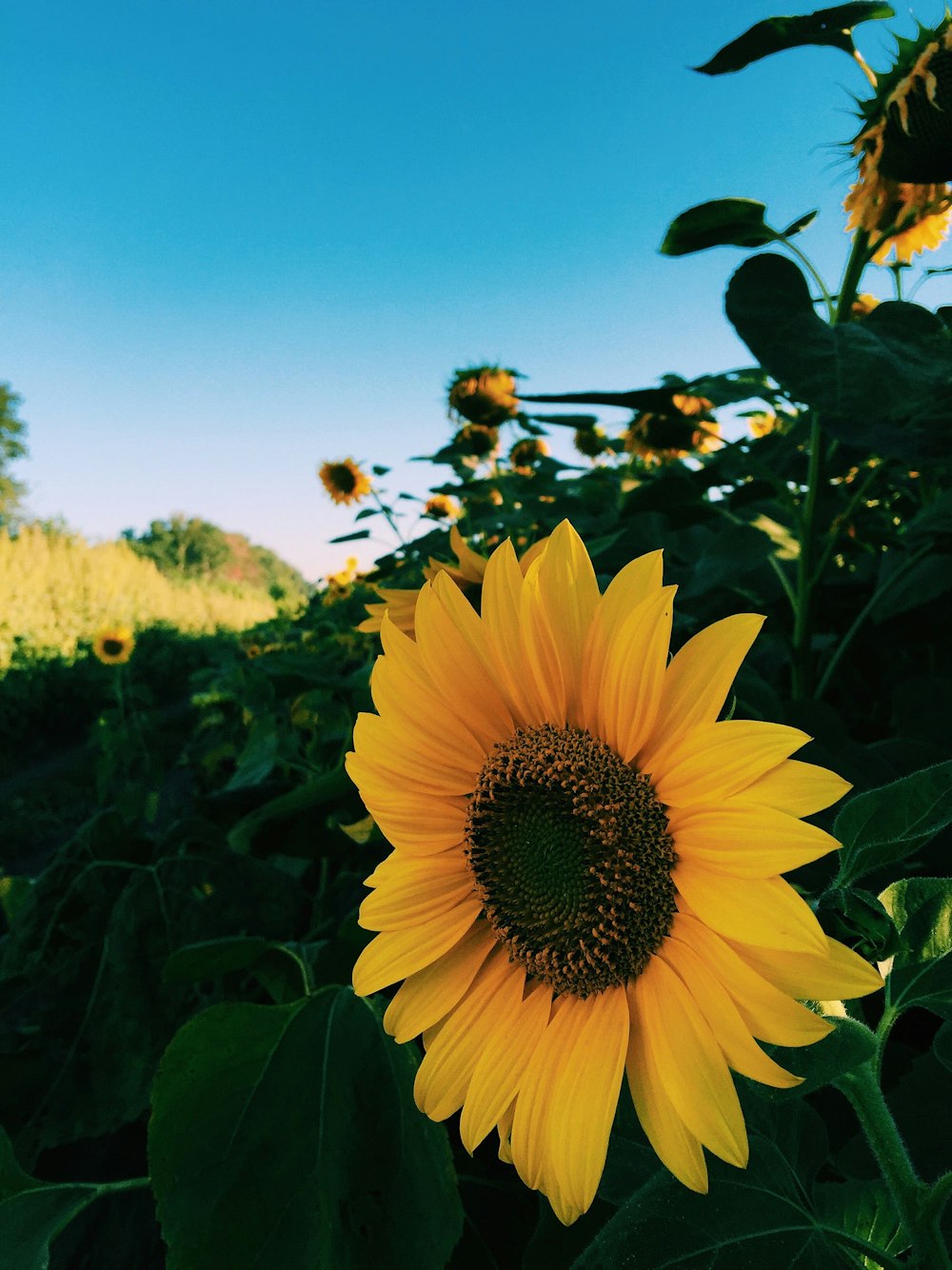 a yellow flower with green leaves