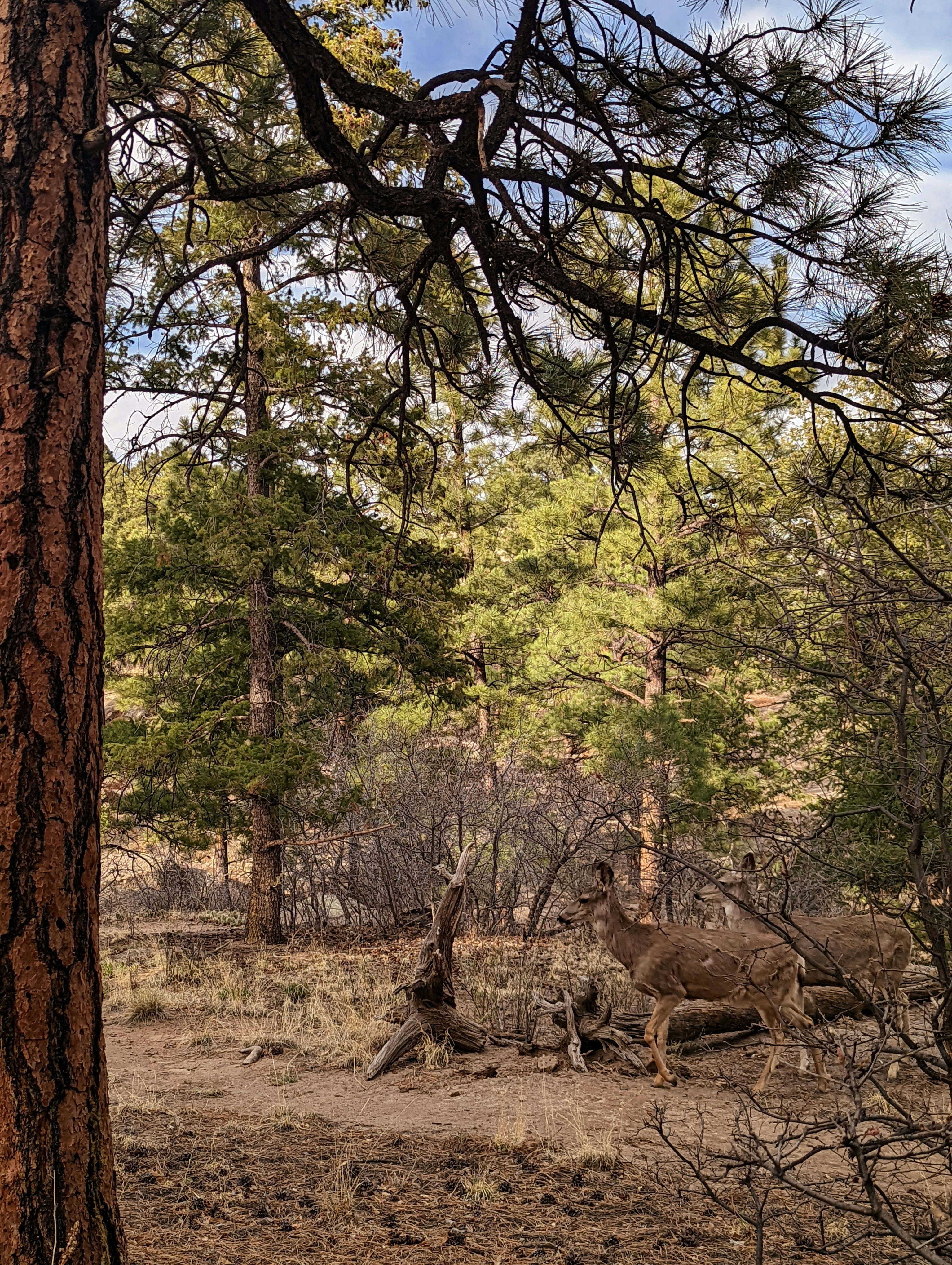 Un cerf dans une forêt