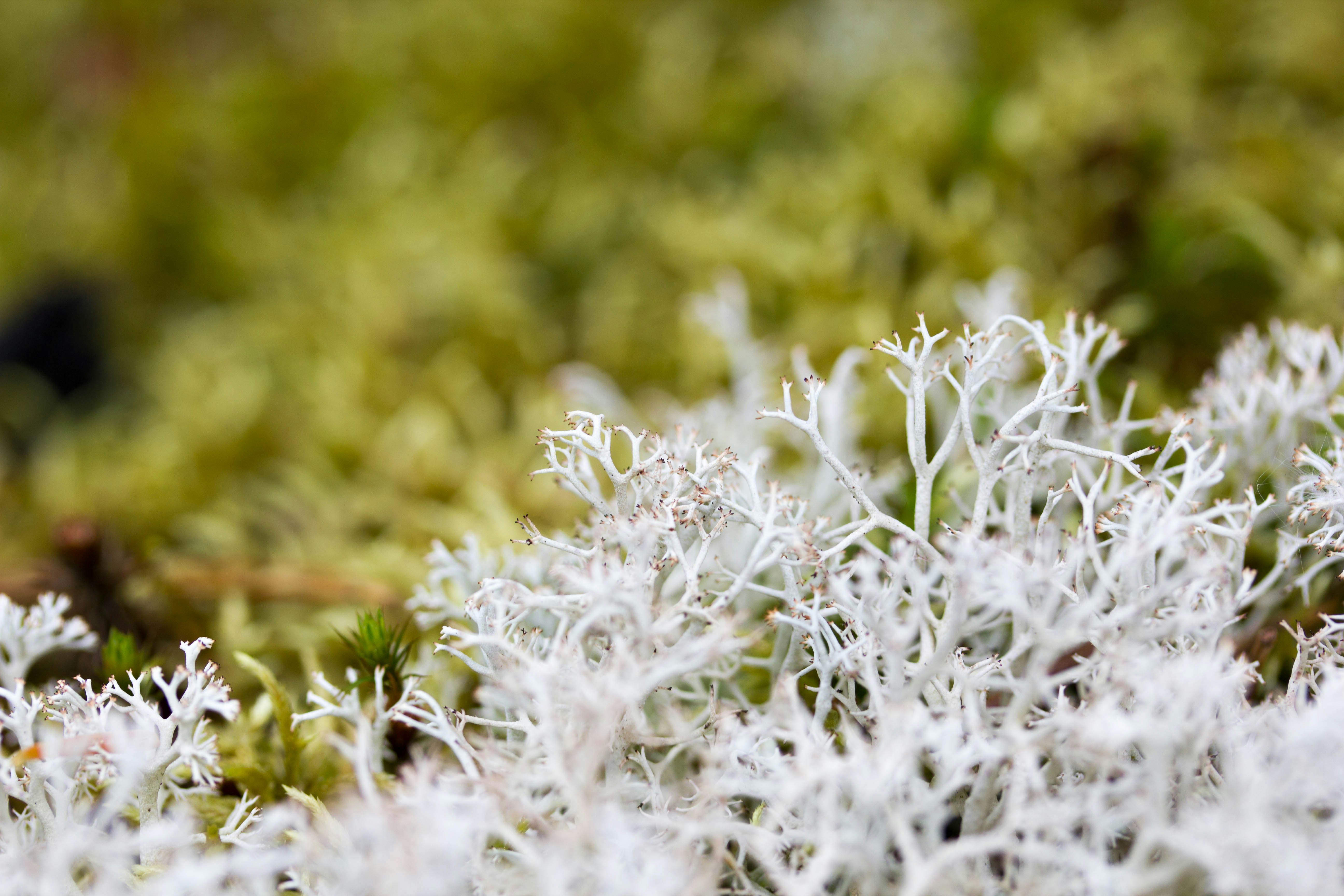 Photo by wondroustrange