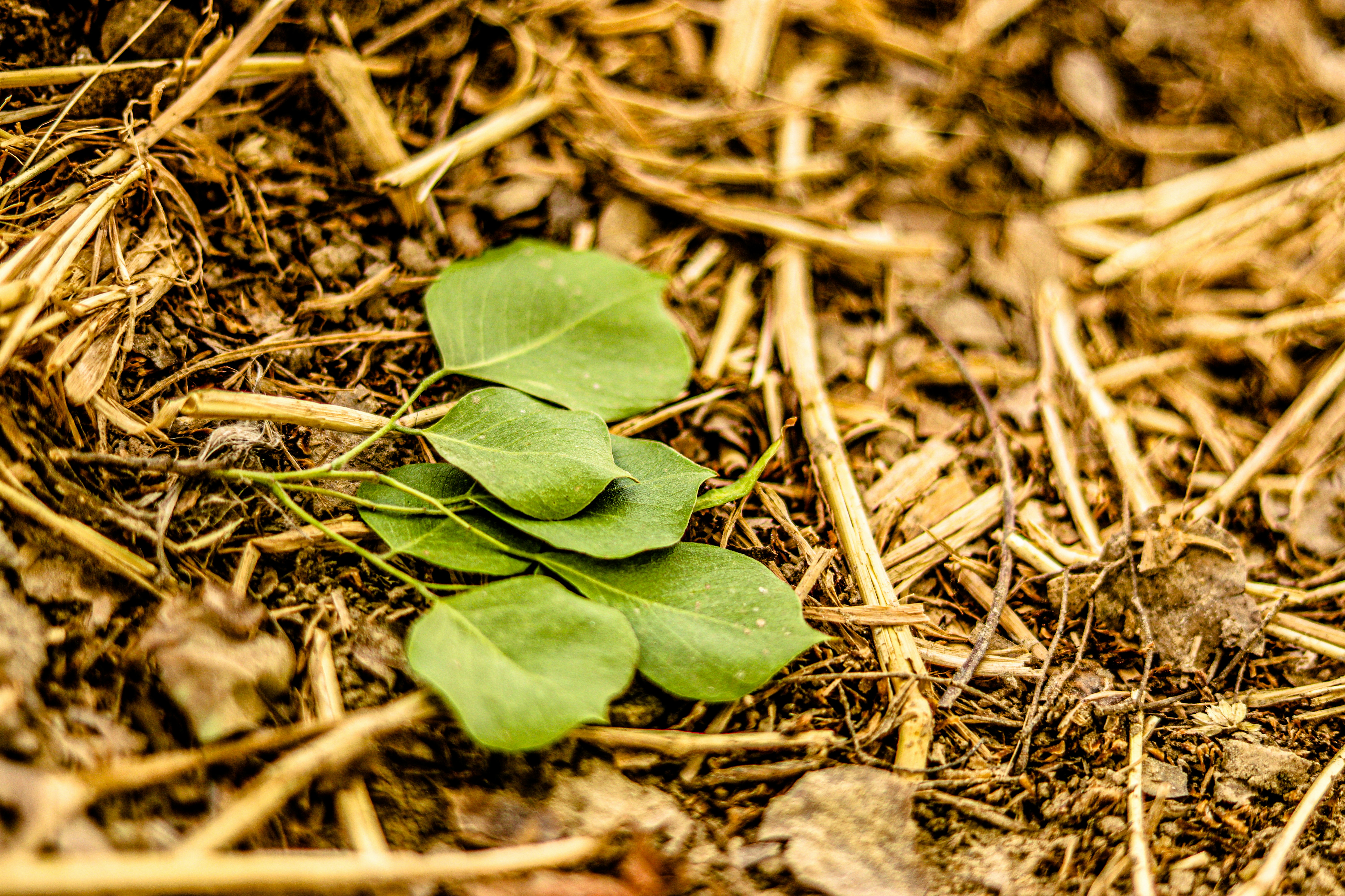 Photo by swastikarora