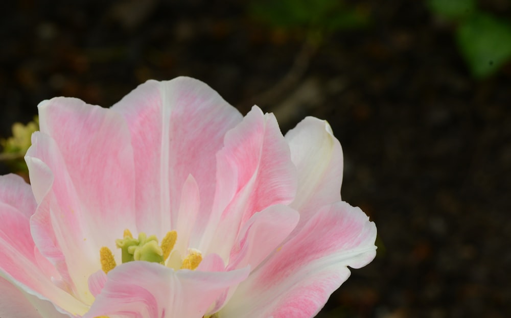 a pink flower with yellow center