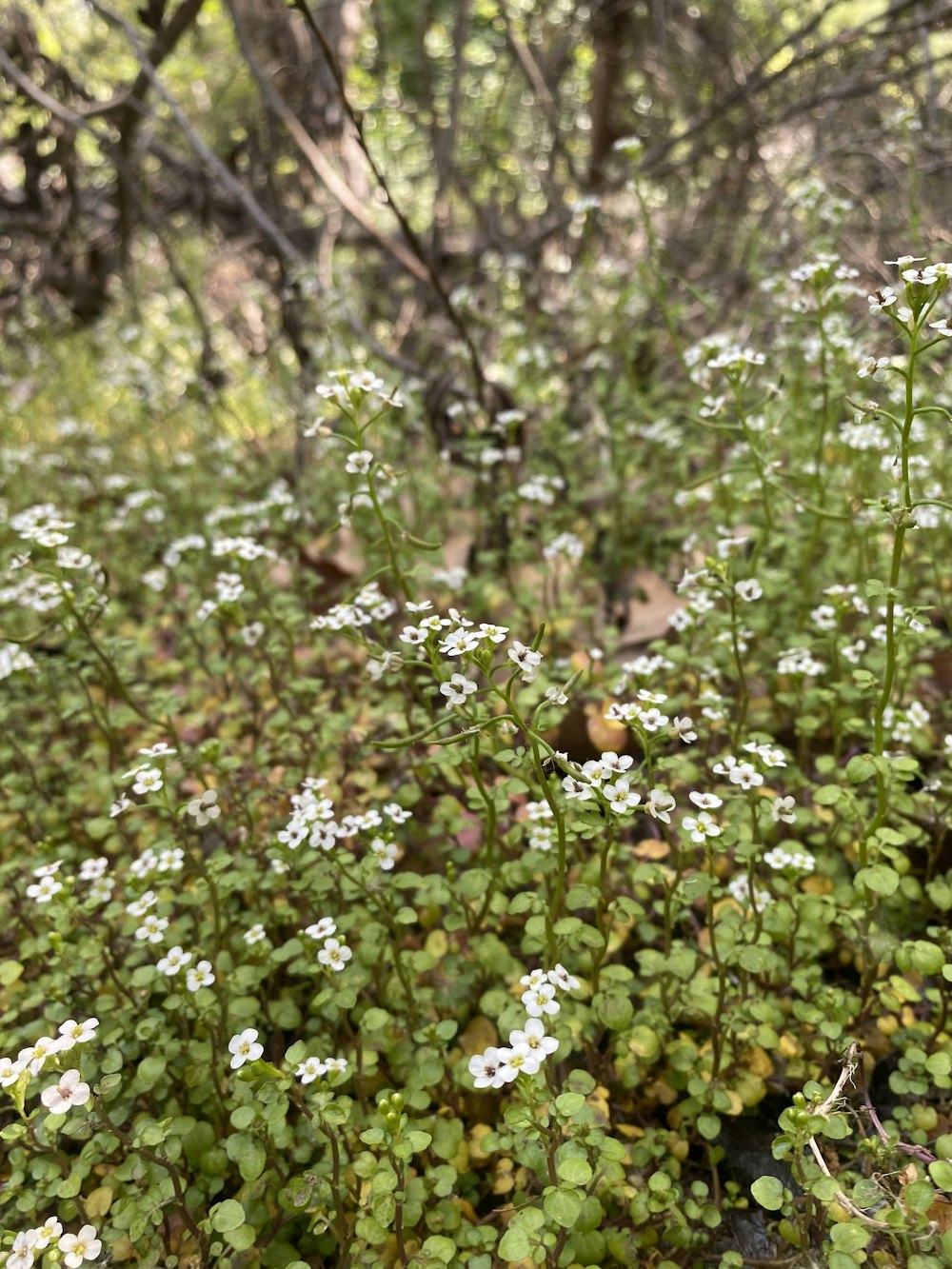 a group of flowers