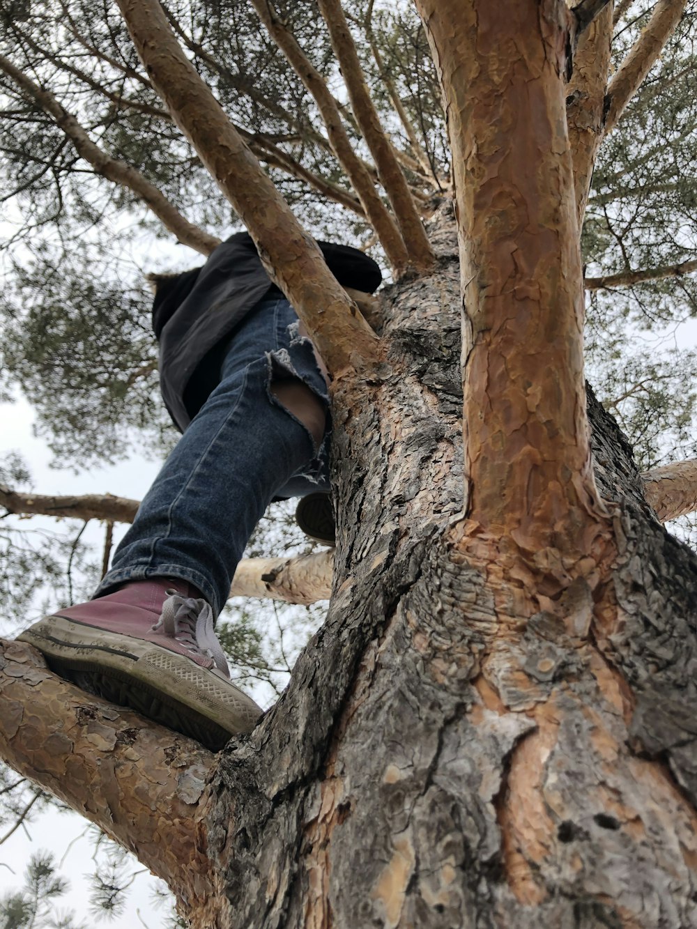 a person climbing a tree