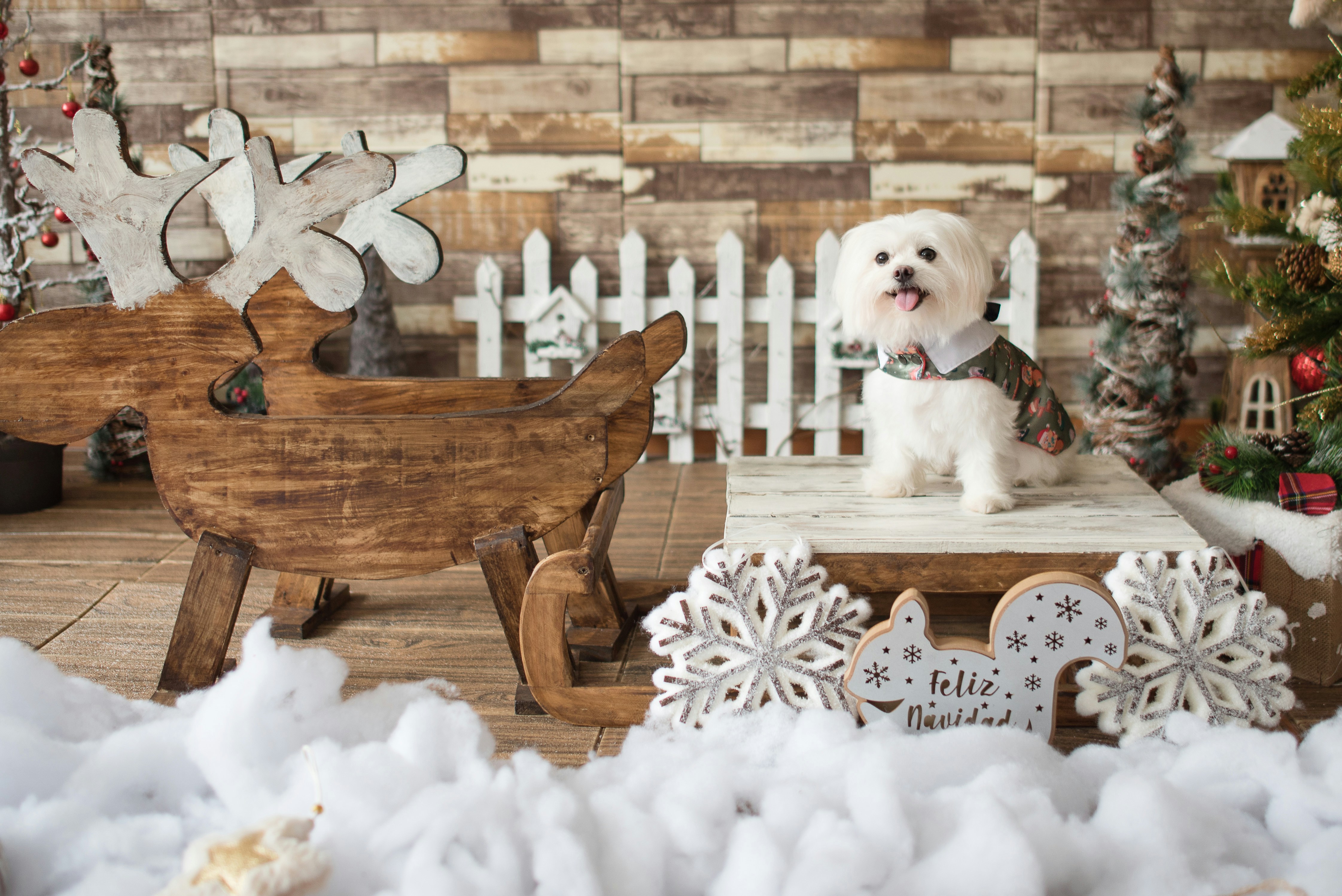 a dog sitting on a bench in the snow