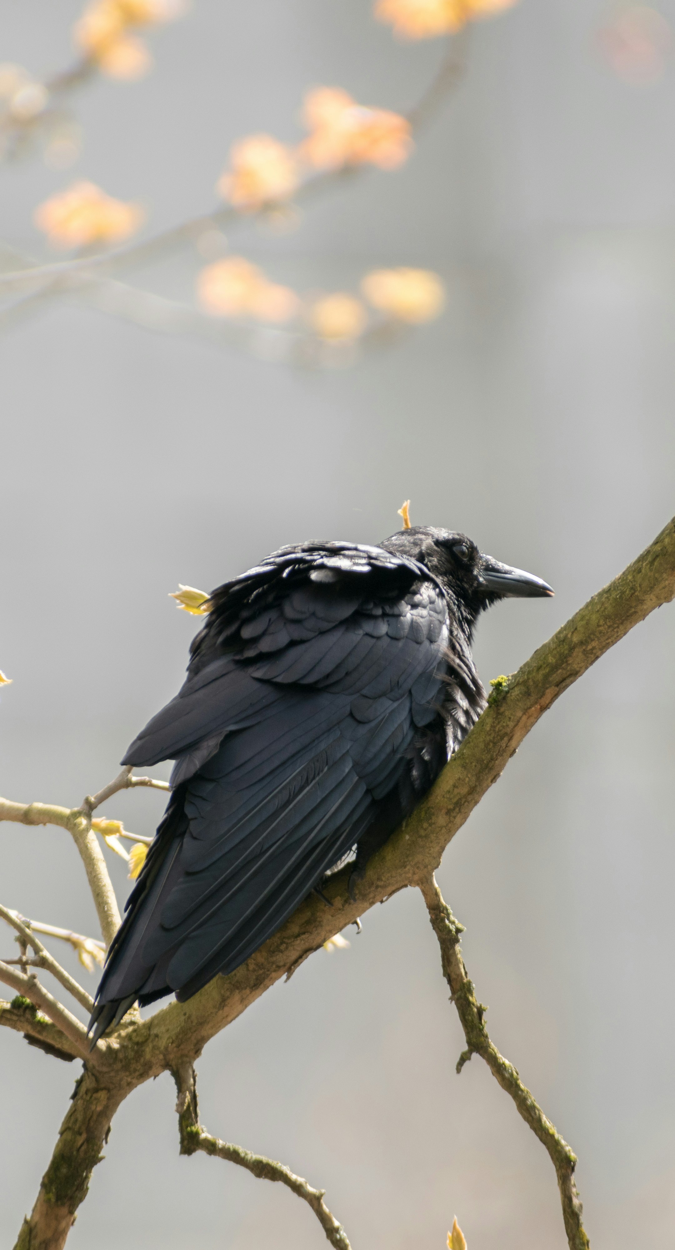 Photo by albertstoynov