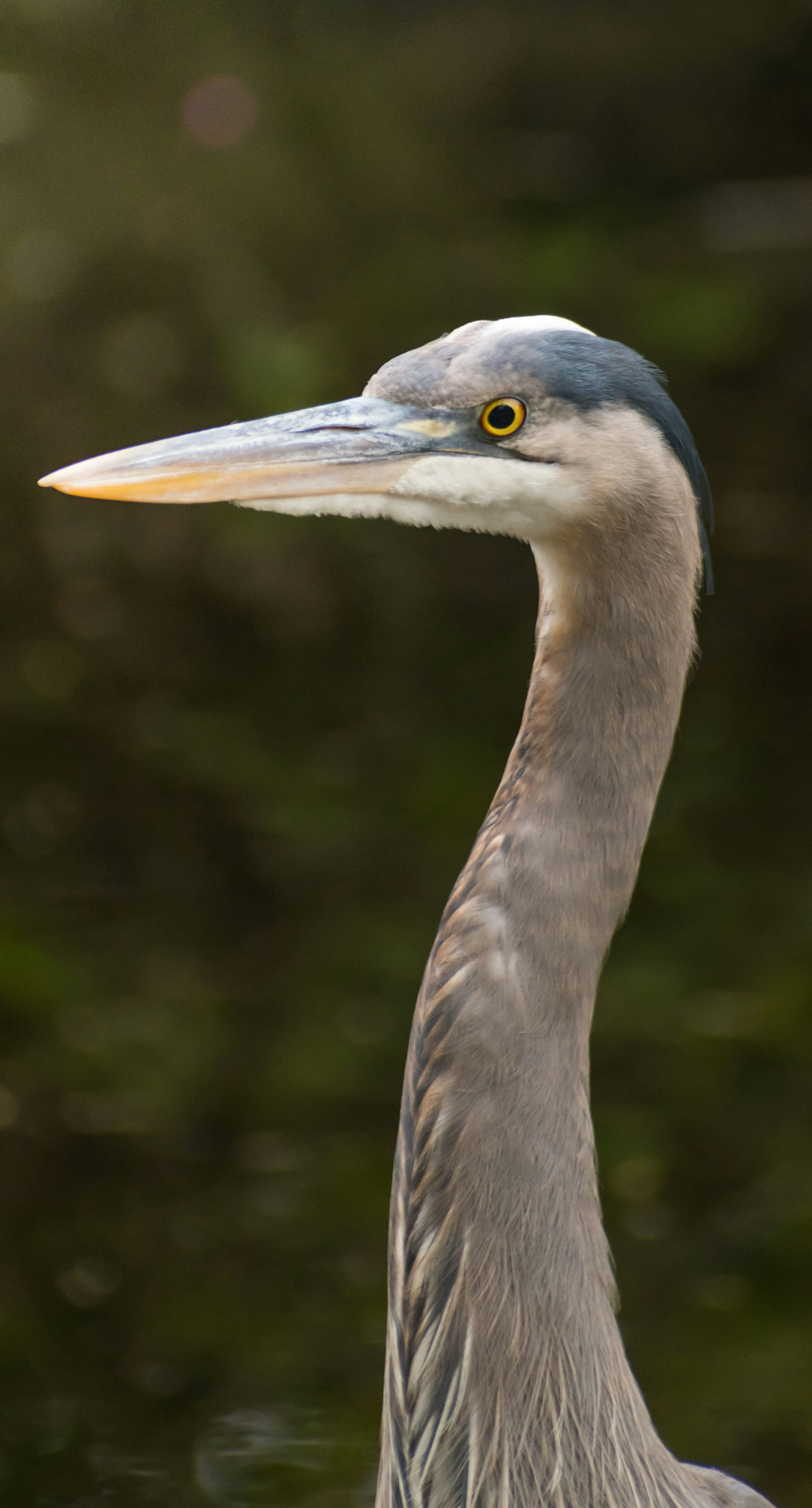 Photo by albertstoynov