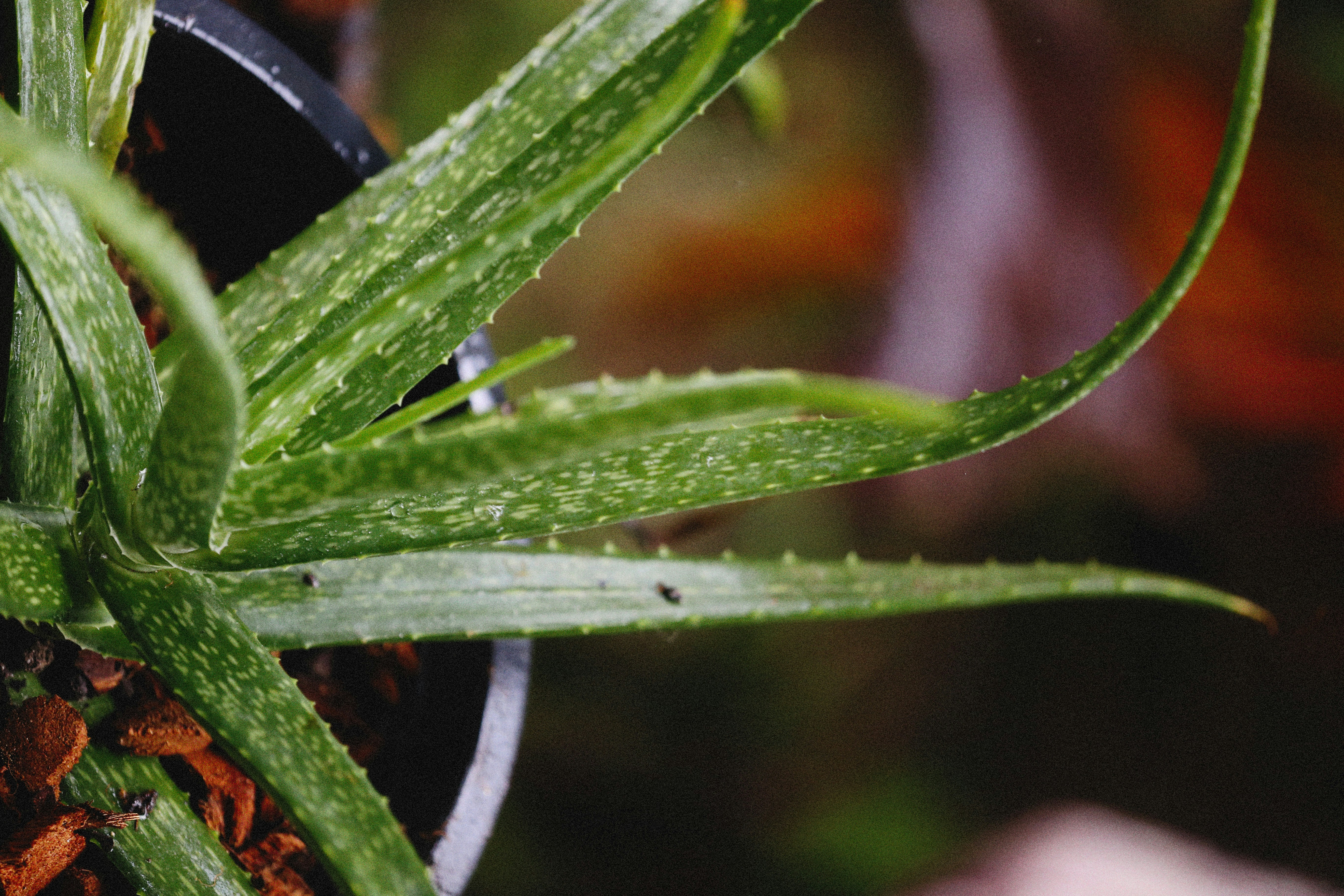 Photo by alexeydemidov