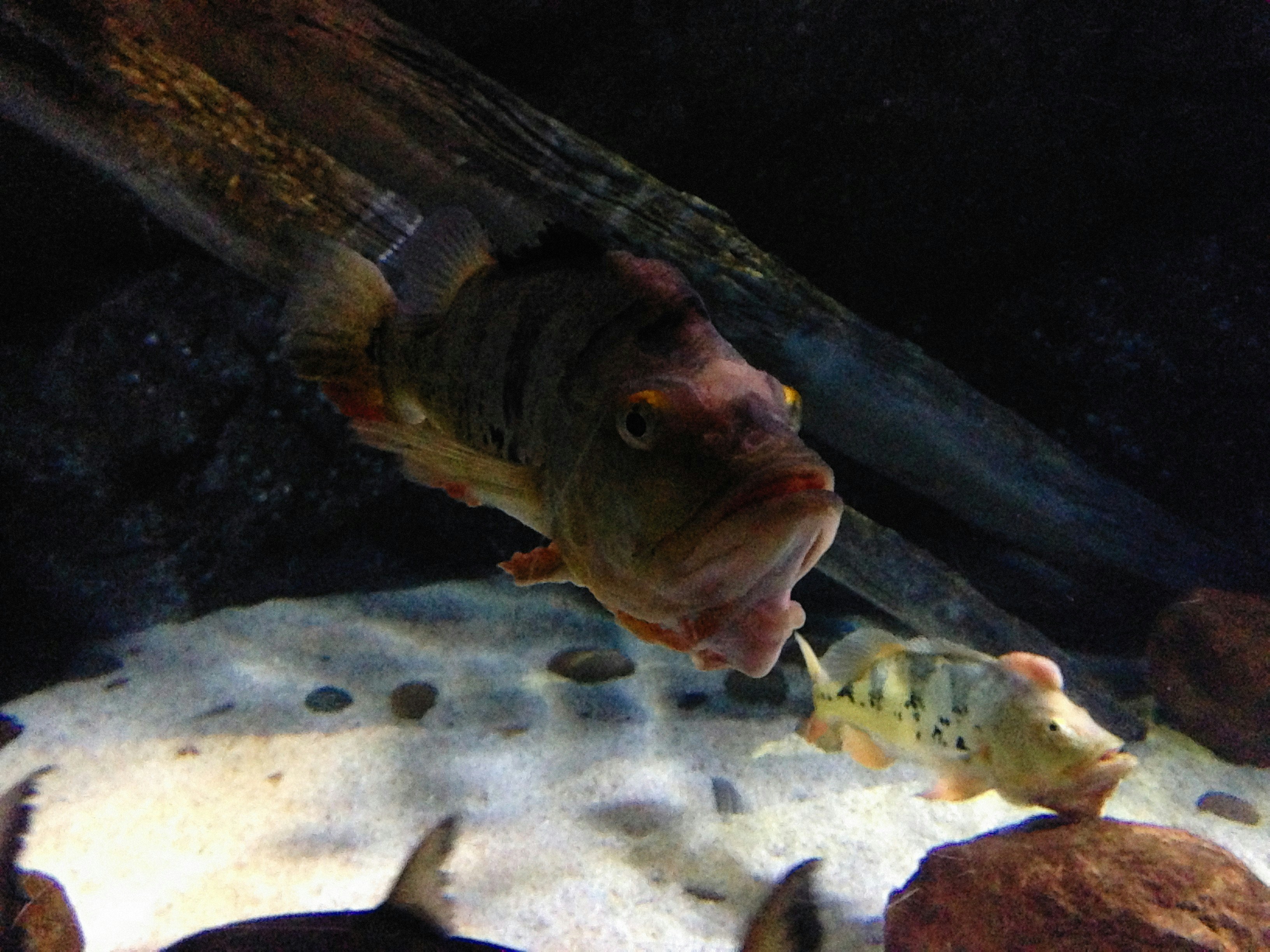 Photo by alexeydemidov