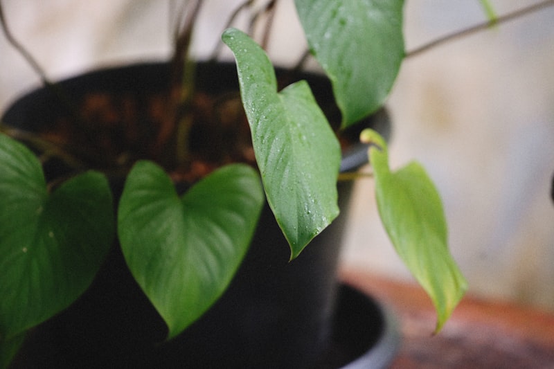Philodendron