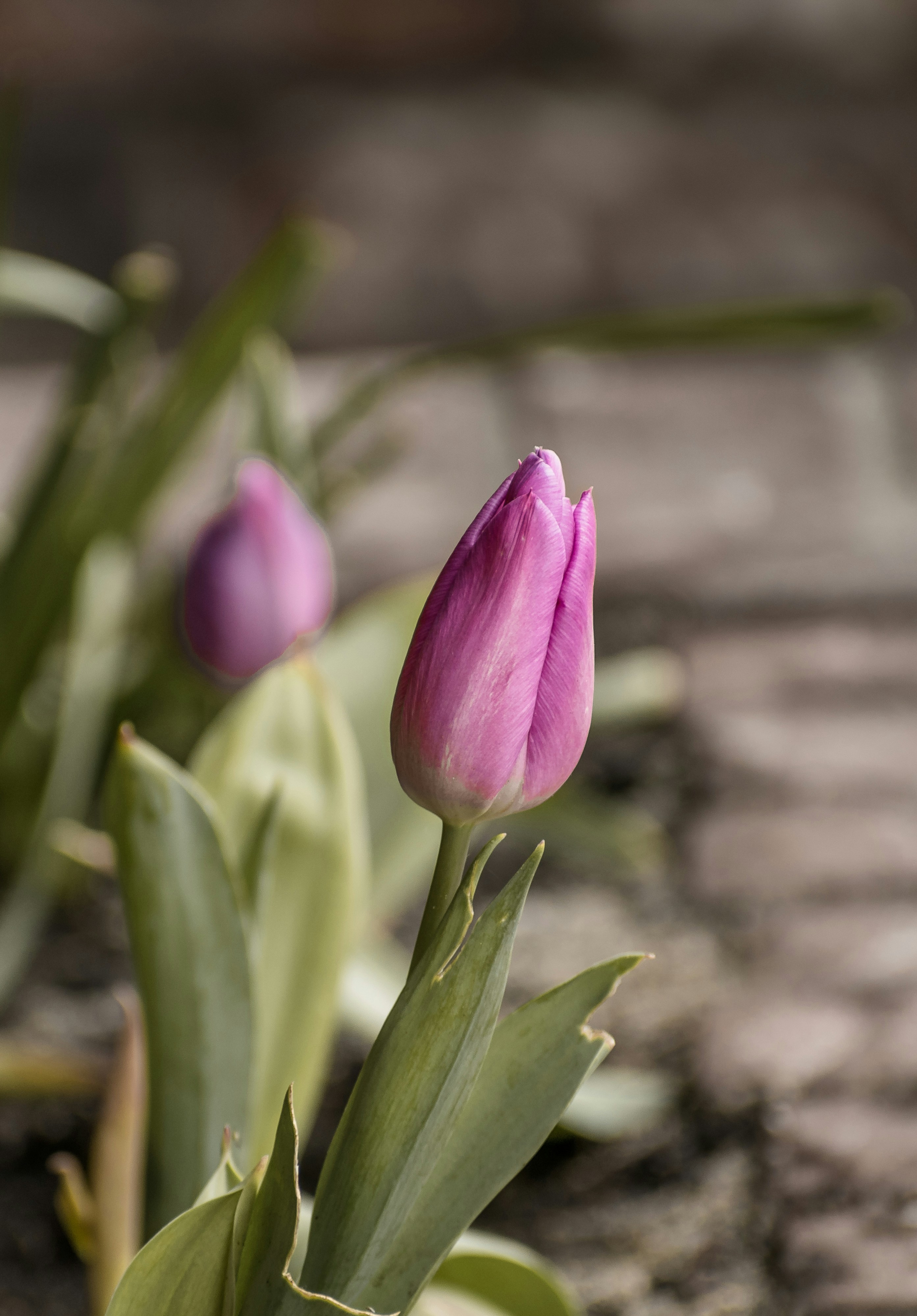 Photo by albertstoynov