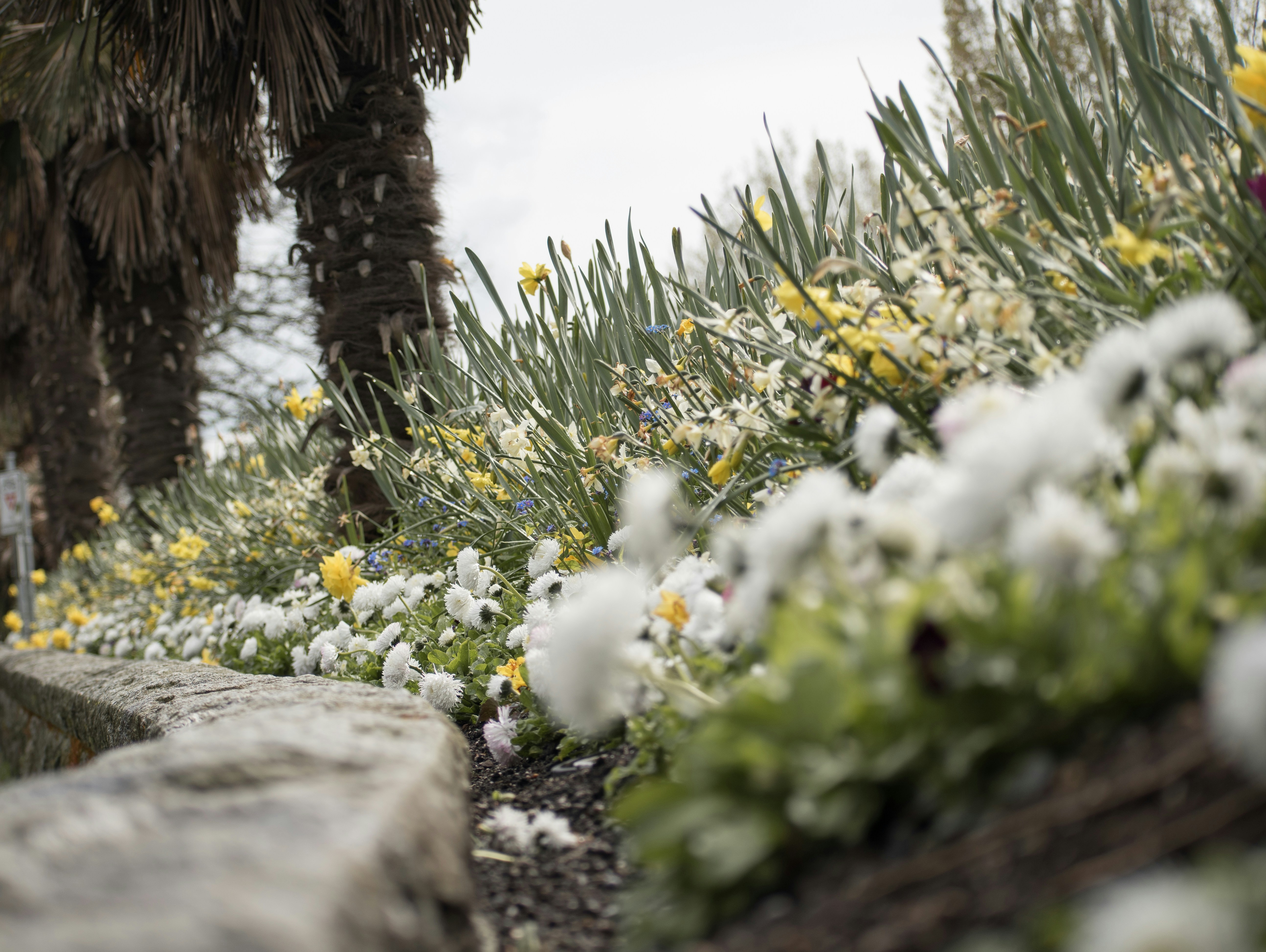 A garden border of white and yellow blooms beside a stone edge, photographed with shallow depth of field.