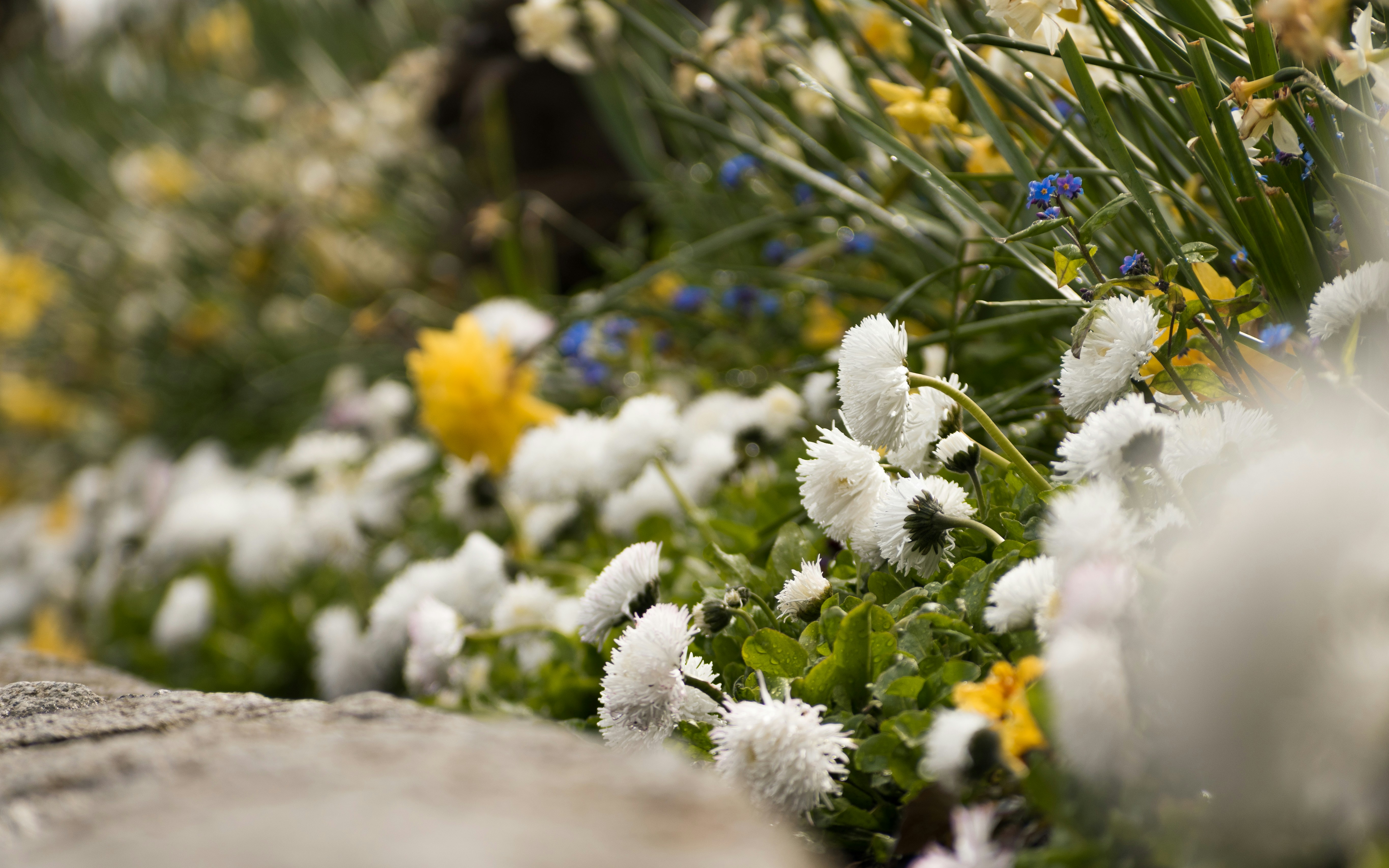 A vibrant flower bed adding color to a backyard.