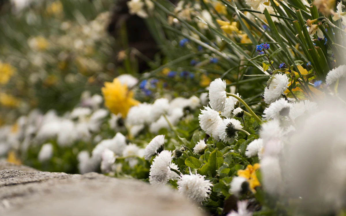 Fresh flower bed planting installation