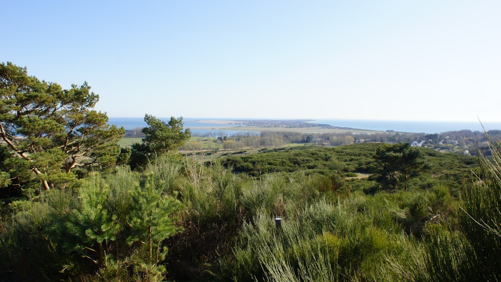 a grassy area with trees and a body of water in the background