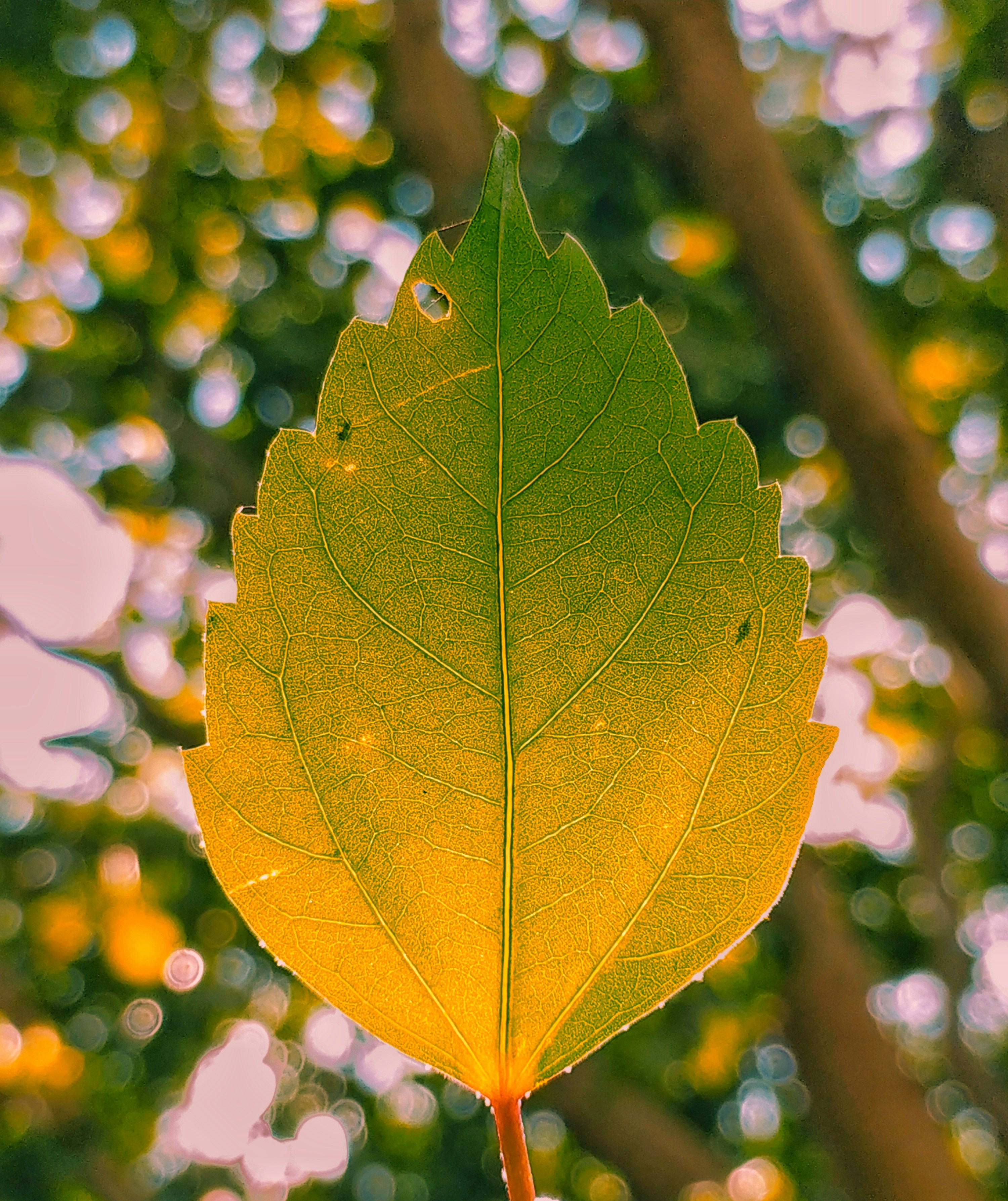Photo by anosh12