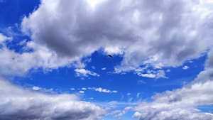 Blue Bird Dreams