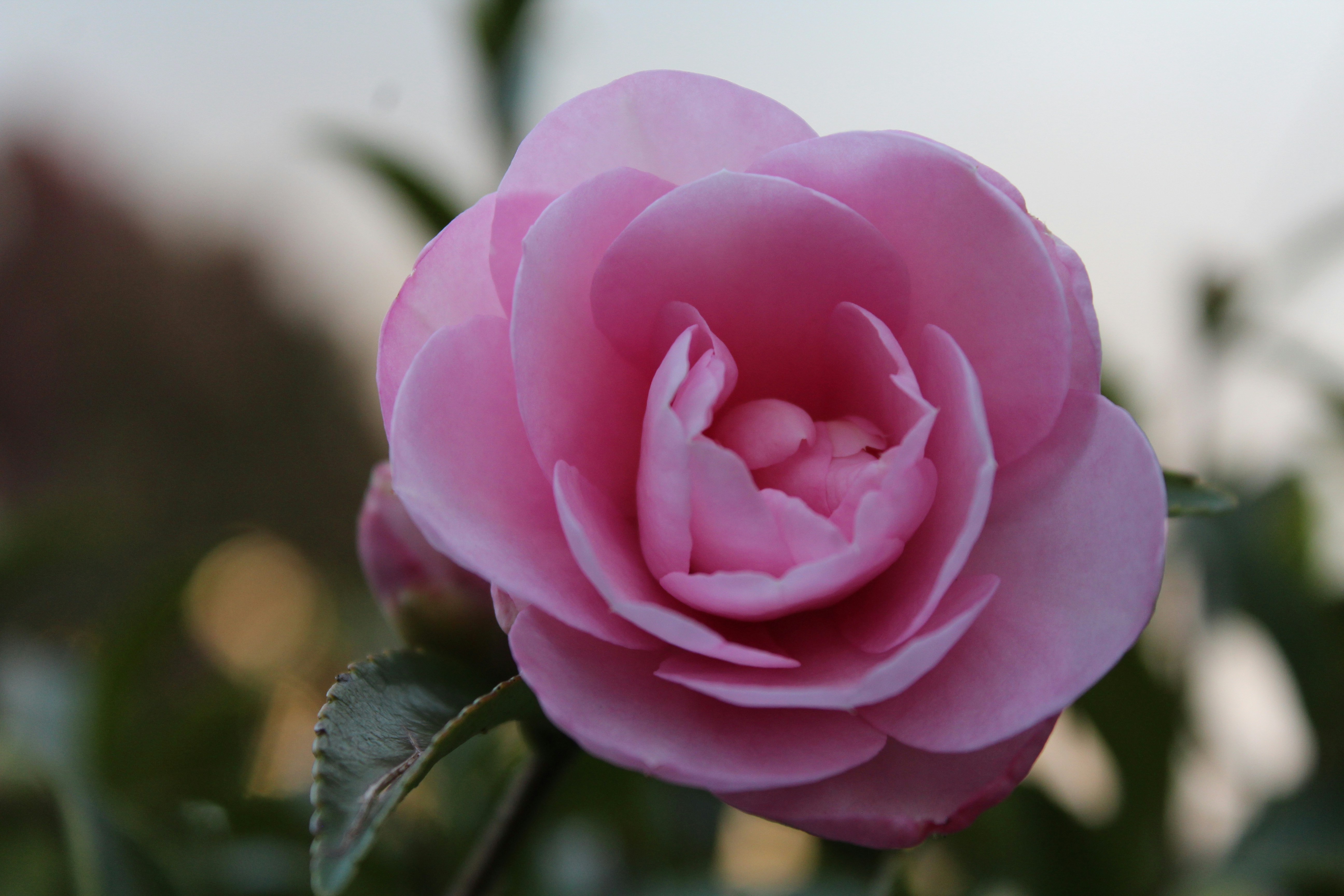 Photo by light_and_hope