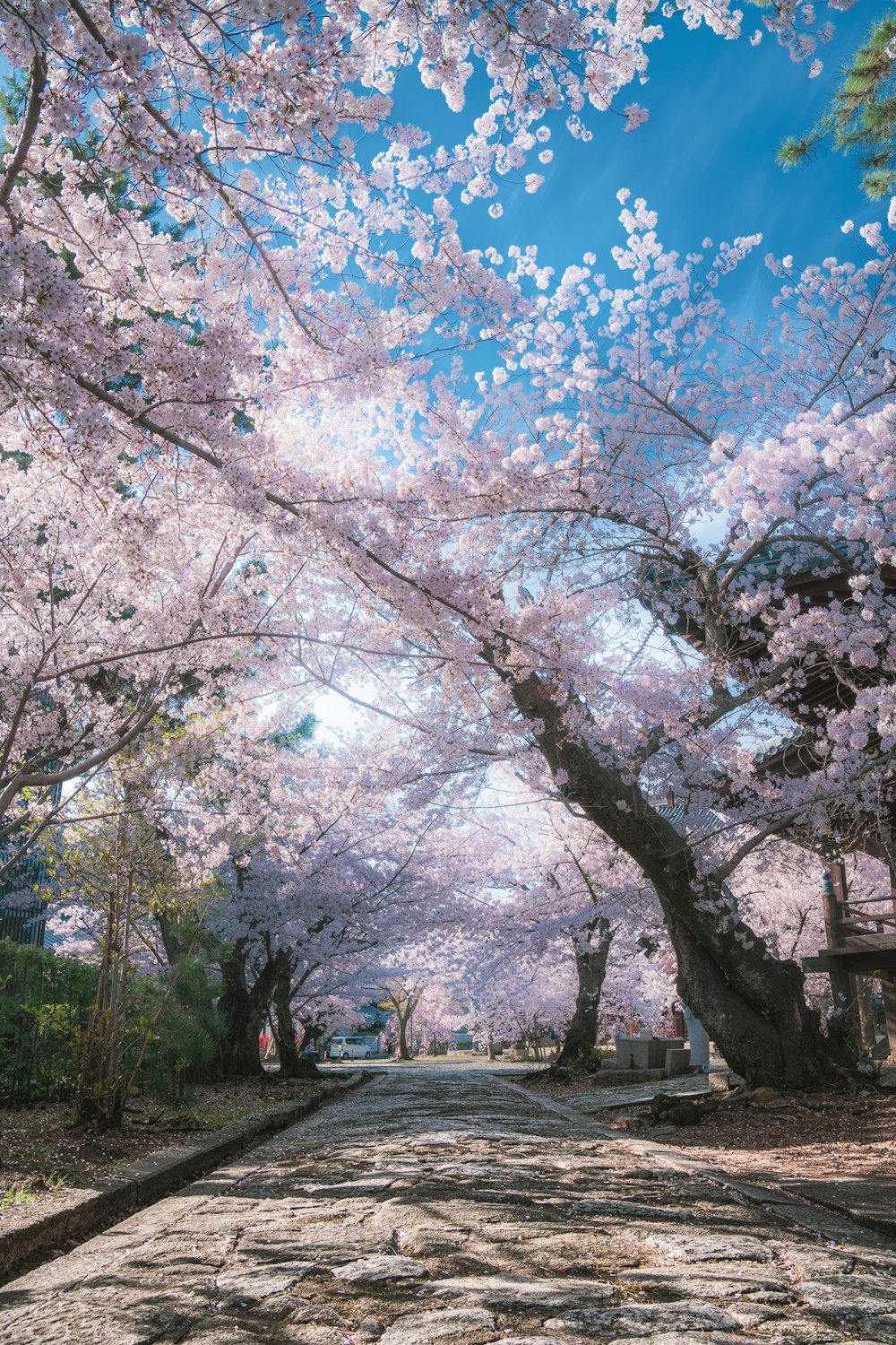 a path with trees on either side