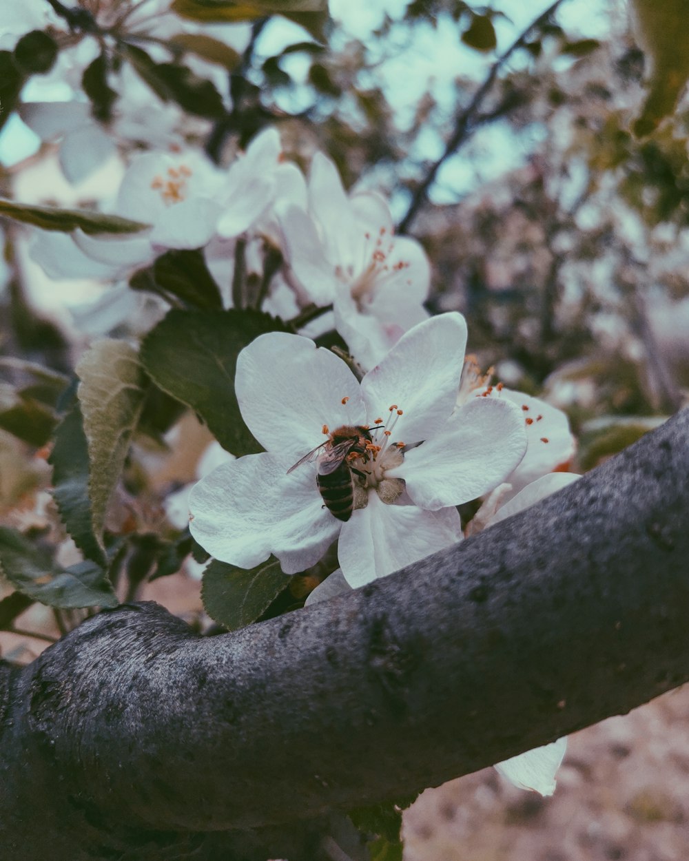 a close up of a flower