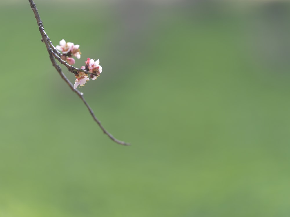 a branch with pink flowers