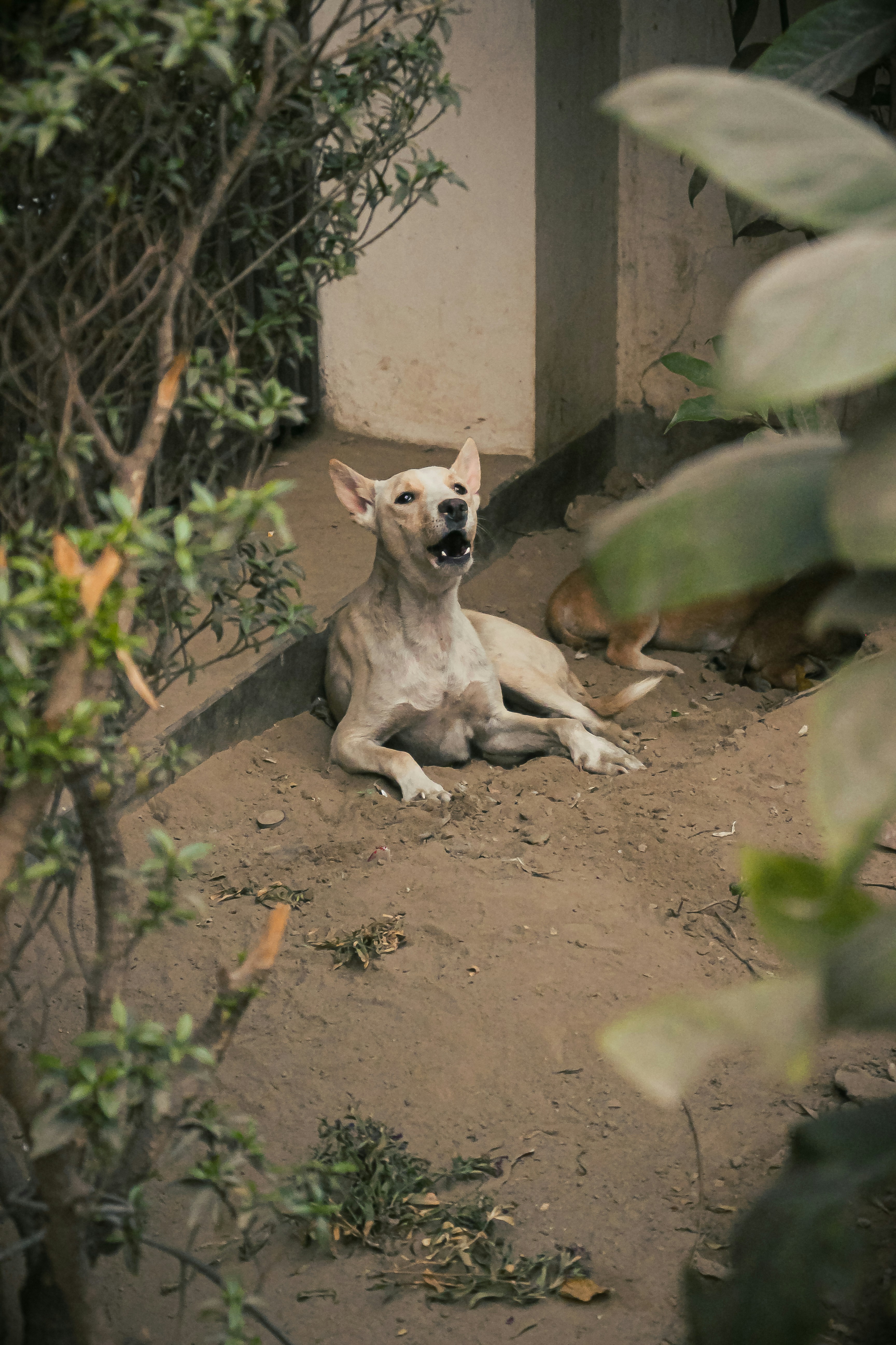 Un perro de color claro yace en la tierra con la boca abierta.