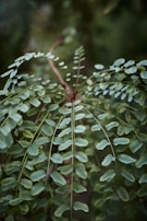 A collection of leporelliminis arranged in a fan shape, showcasing their compact size and artistic detail.