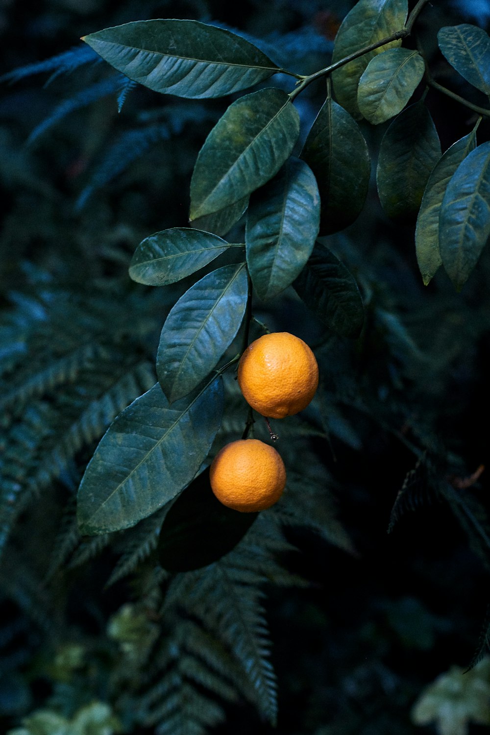 oranges growing on a tree